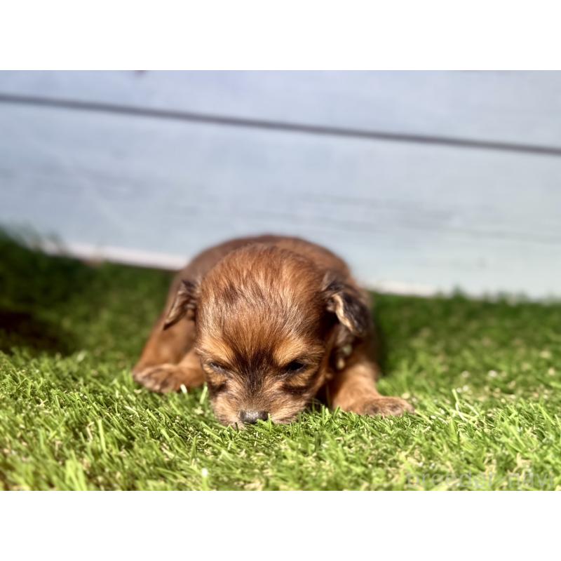 販売中の茨城県のチワプー:チワワ×トイプードル-450874の5枚目