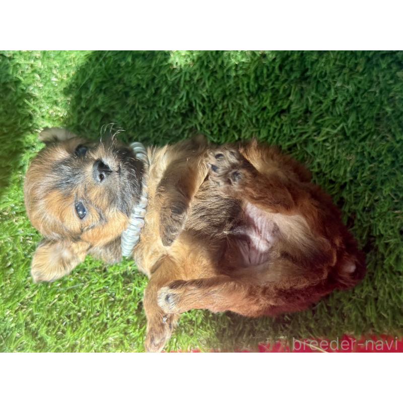 販売中の茨城県のチワプー:チワワ×トイプードル-450874の4枚目