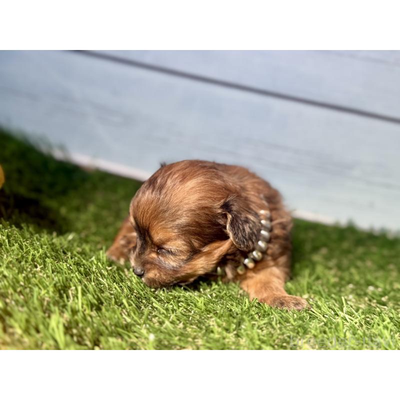 販売中の茨城県のチワプー:チワワ×トイプードル-450874の3枚目