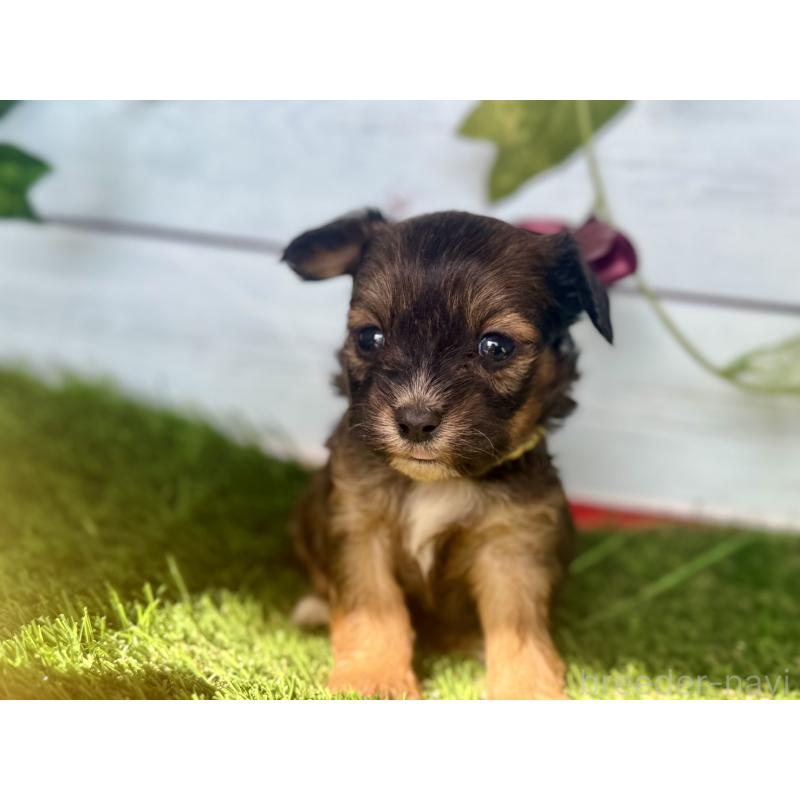 販売中の茨城県のチワプー:チワワ×トイプードル-450875