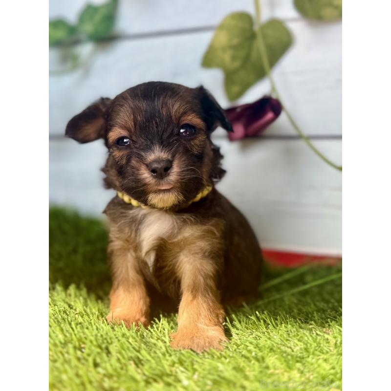 販売中の茨城県のチワプー:チワワ×トイプードル-450875の8枚目