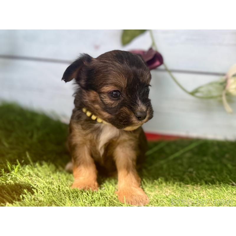 販売中の茨城県のチワプー:チワワ×トイプードル-450875の7枚目