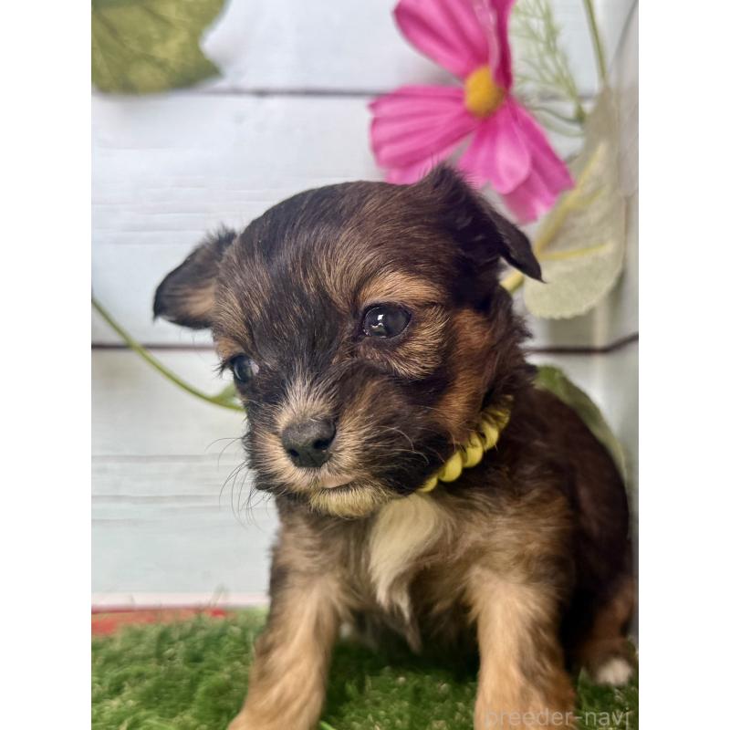 販売中の茨城県のチワプー:チワワ×トイプードル-450875の6枚目