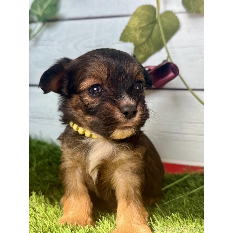 販売中の茨城県のチワプー:チワワ×トイプードル-450875の5枚目