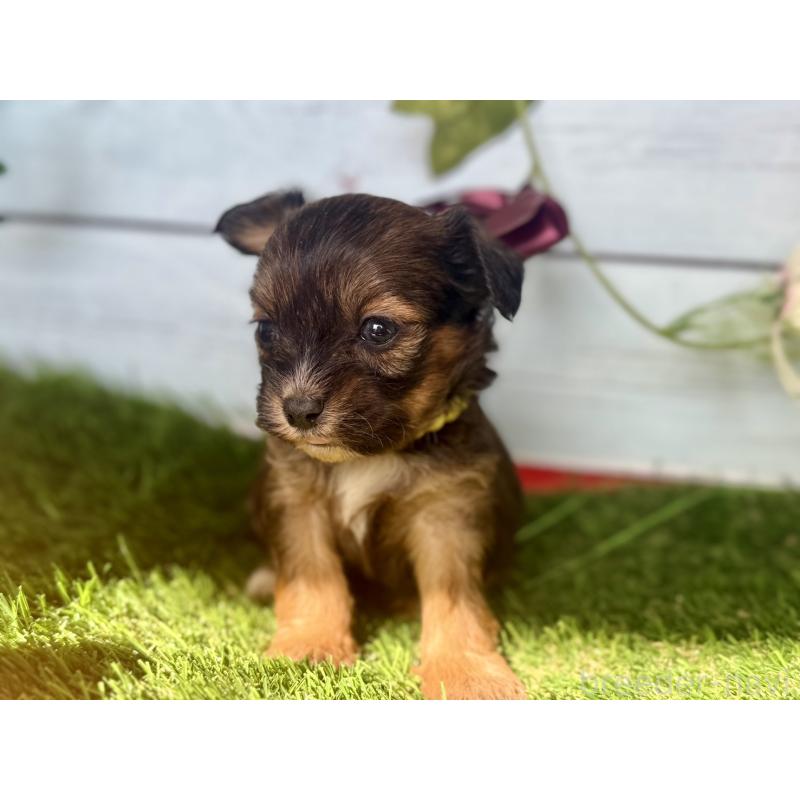 販売中の茨城県のチワプー:チワワ×トイプードル-450875の4枚目