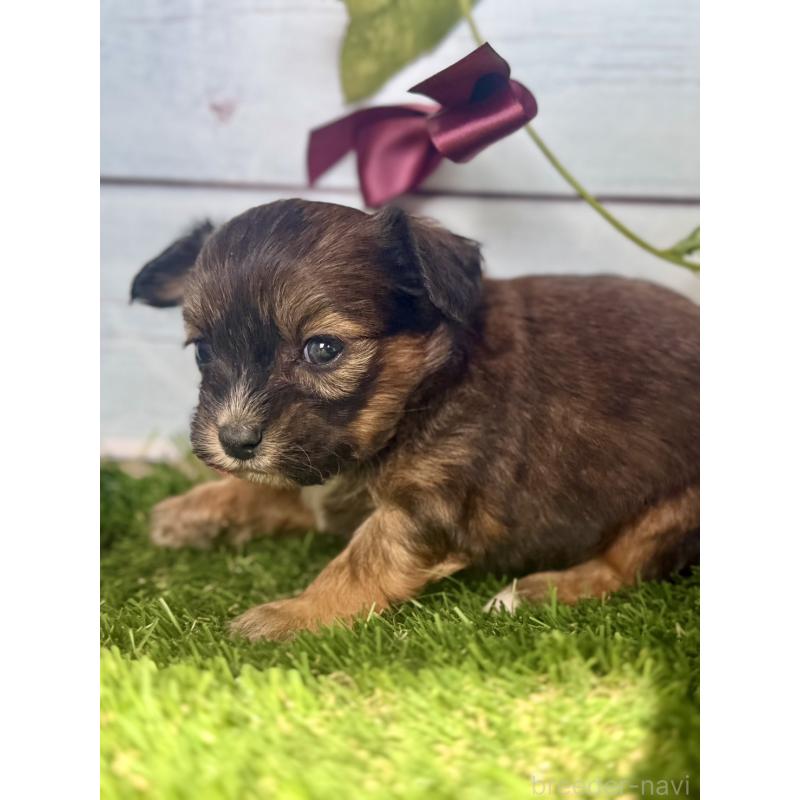 販売中の茨城県のチワプー:チワワ×トイプードル-450875の3枚目