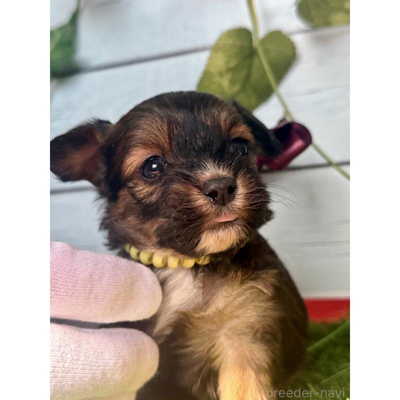 販売中の茨城県のチワプー:チワワ×トイプードル-450875の2枚目