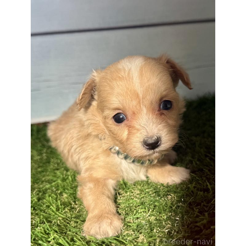 販売中の茨城県のチワプー:チワワ×トイプードル-450876の7枚目