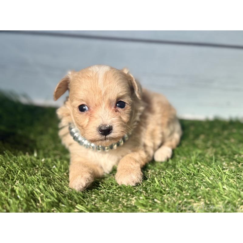 販売中の茨城県のチワプー:チワワ×トイプードル-450876の6枚目