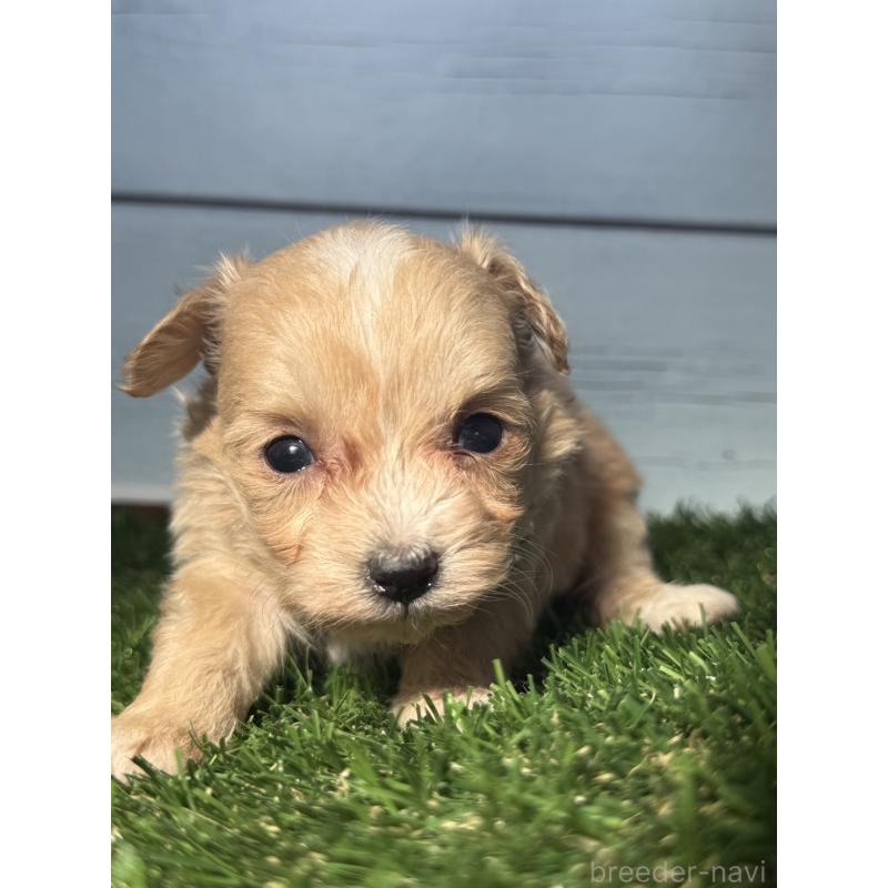 販売中の茨城県のチワプー:チワワ×トイプードル-450876の4枚目