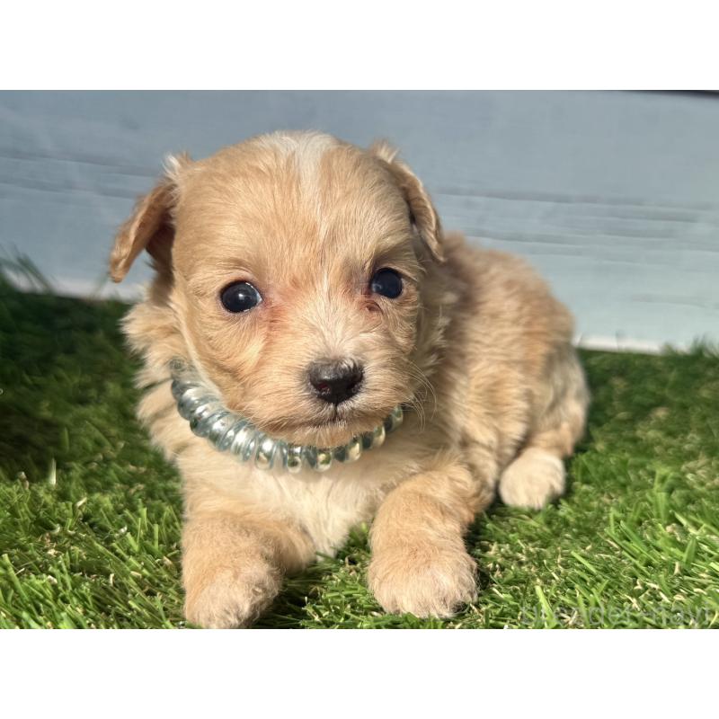 販売中の茨城県のチワプー:チワワ×トイプードル-450876の1枚目