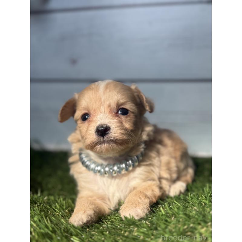 販売中の茨城県のチワプー:チワワ×トイプードル-450876の3枚目