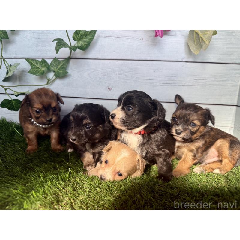 販売中の茨城県のチワプー:チワワ×トイプードル-450876の2枚目