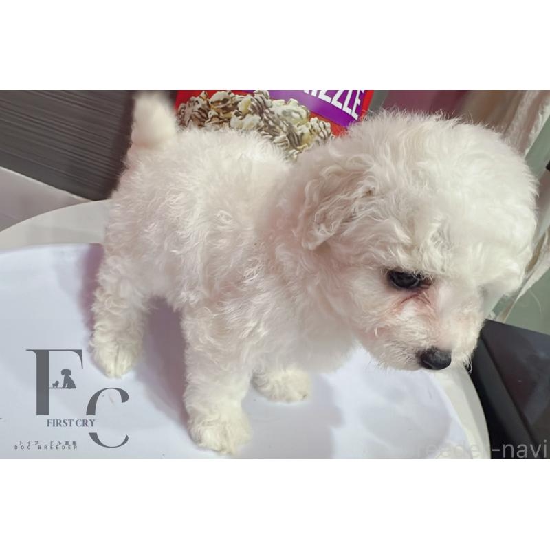 販売中の栃木県のビションフリーゼ-451069の5枚目