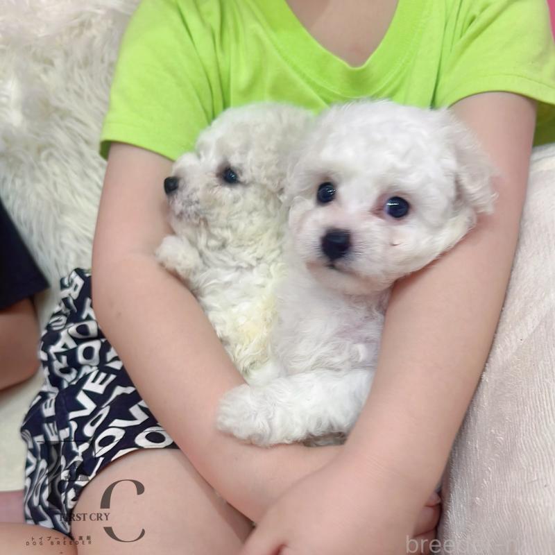 販売中の栃木県のビションフリーゼ-451069の3枚目