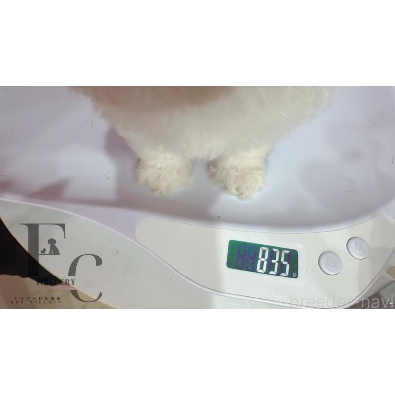 販売中の栃木県のビションフリーゼ-451069の2枚目