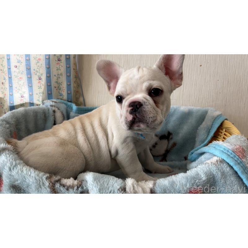 販売中の岡山県のフレンチブルドッグ-451077の5枚目