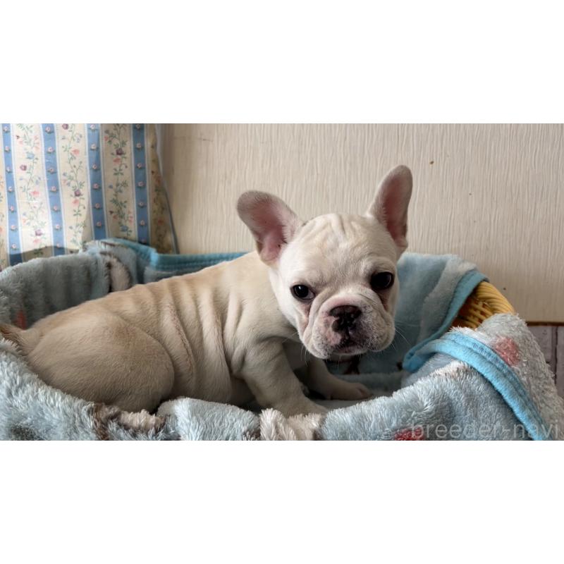 販売中の岡山県のフレンチブルドッグ-451077の4枚目