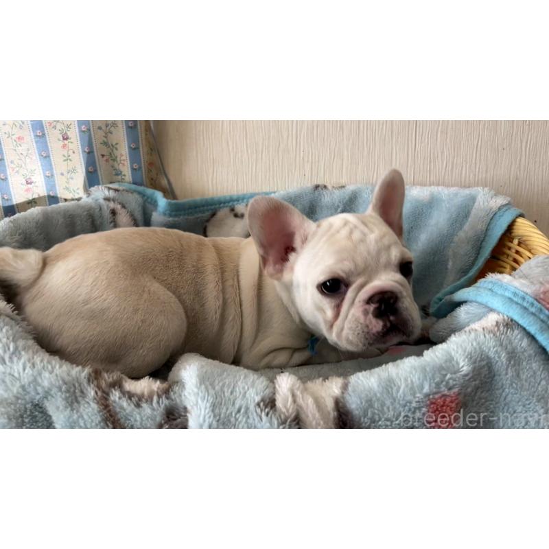 販売中の岡山県のフレンチブルドッグ-451077の3枚目