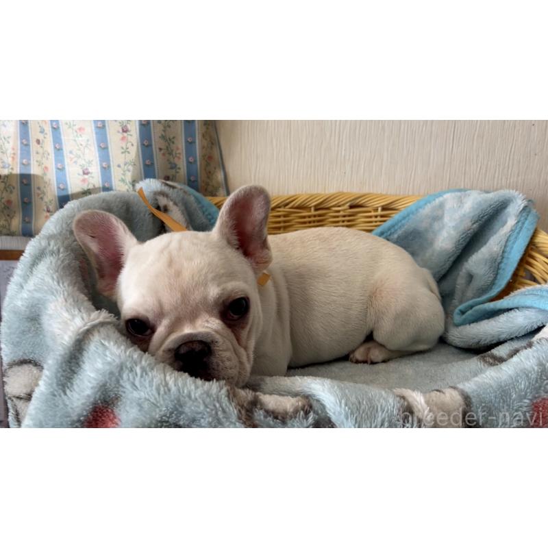 販売中の岡山県のフレンチブルドッグ-451080の5枚目