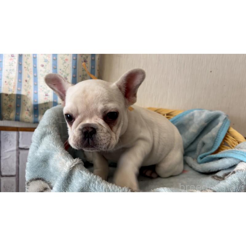 販売中の岡山県のフレンチブルドッグ-451080の4枚目