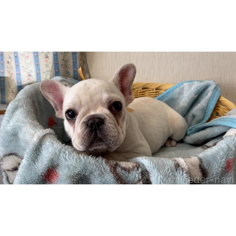 販売中の岡山県のフレンチブルドッグ-451080の2枚目
