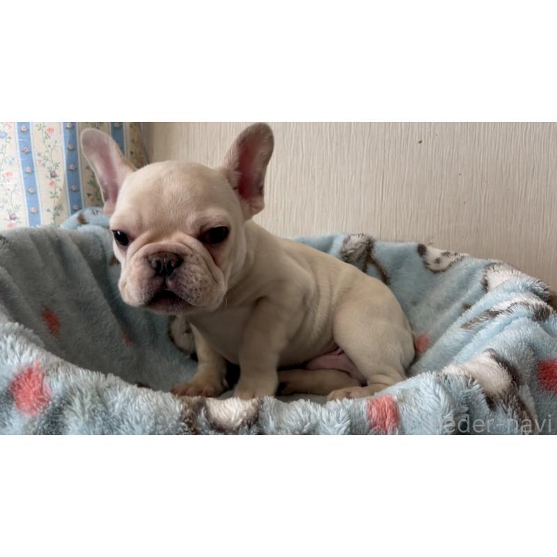販売中の岡山県のフレンチブルドッグ-451081の4枚目