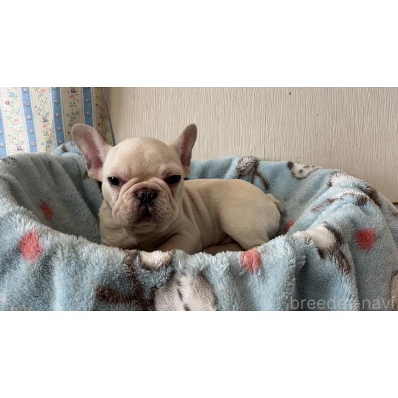 販売中の岡山県のフレンチブルドッグ-451081の3枚目