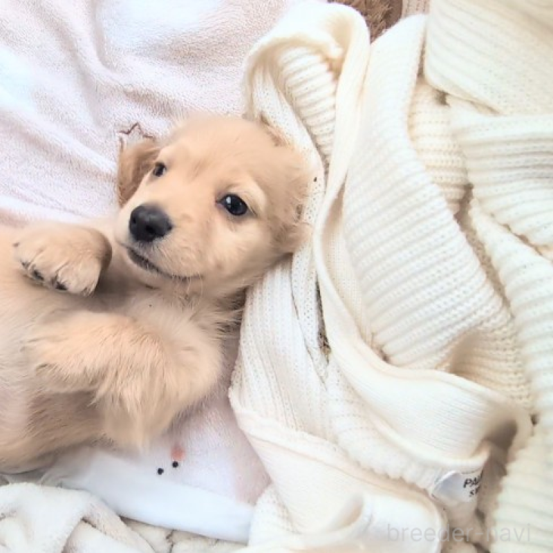 販売中の茨城県のミニチュアダックスフンド(ロングヘアード)-451082の3枚目