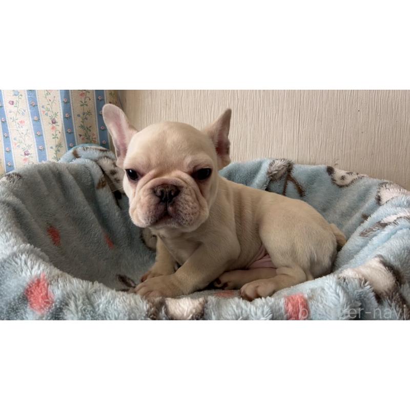 販売中の岡山県のフレンチブルドッグ-451081の2枚目
