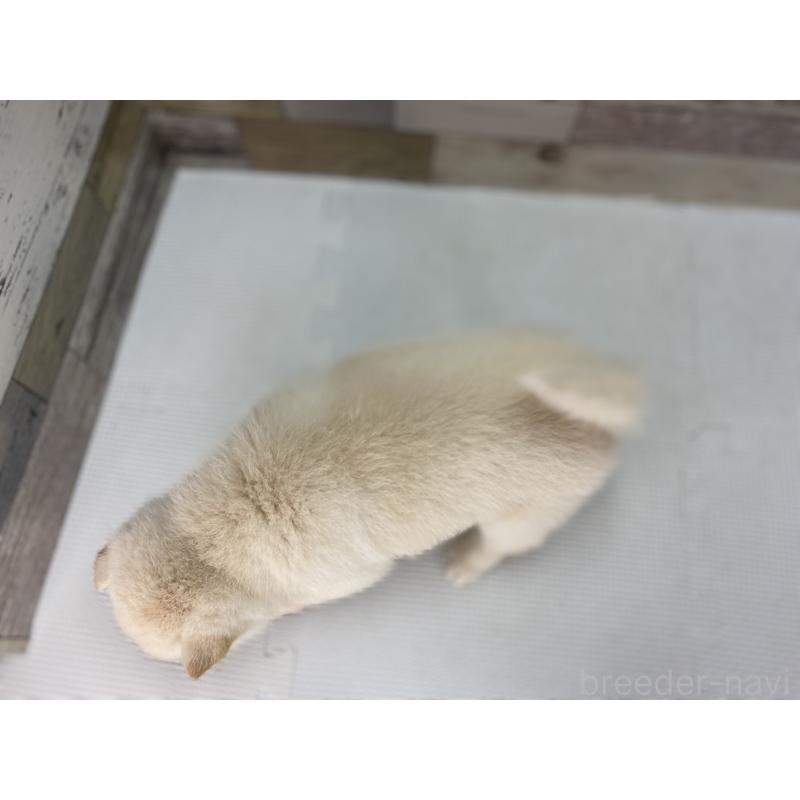 販売中の愛知県の豆柴-451124の4枚目