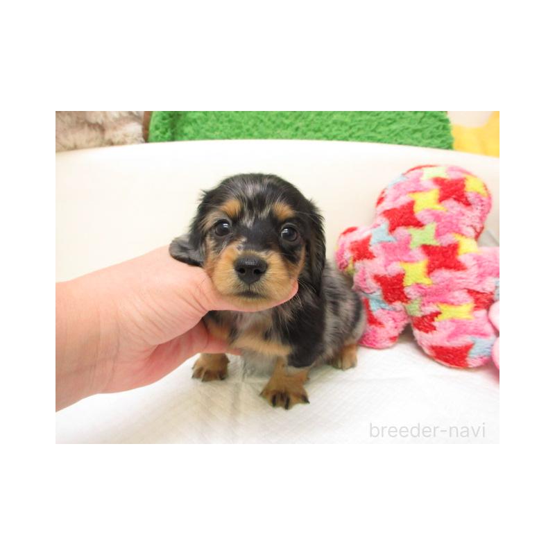 販売中の大阪府のミニチュアダックスフンド(ロングヘアード)-451127の2枚目