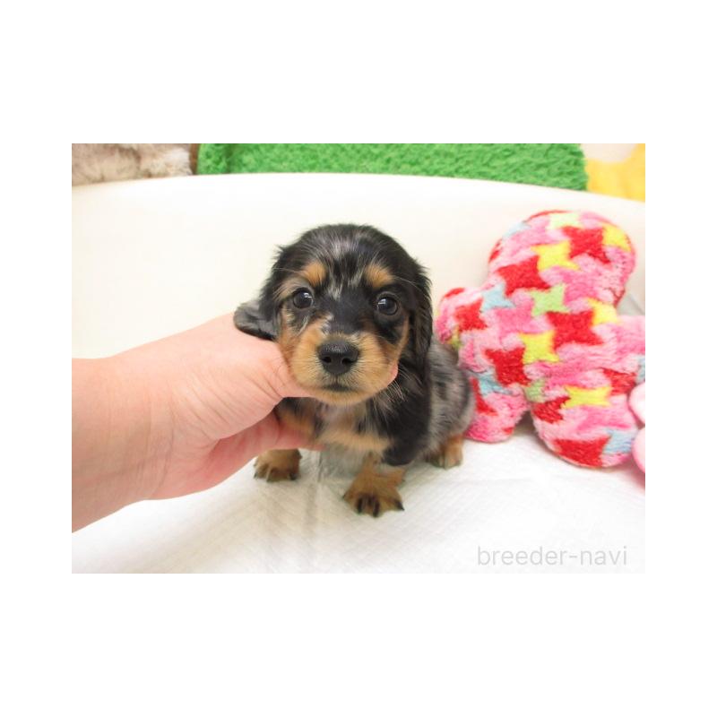 販売中の大阪府のミニチュアダックスフンド(ロングヘアード)-451127