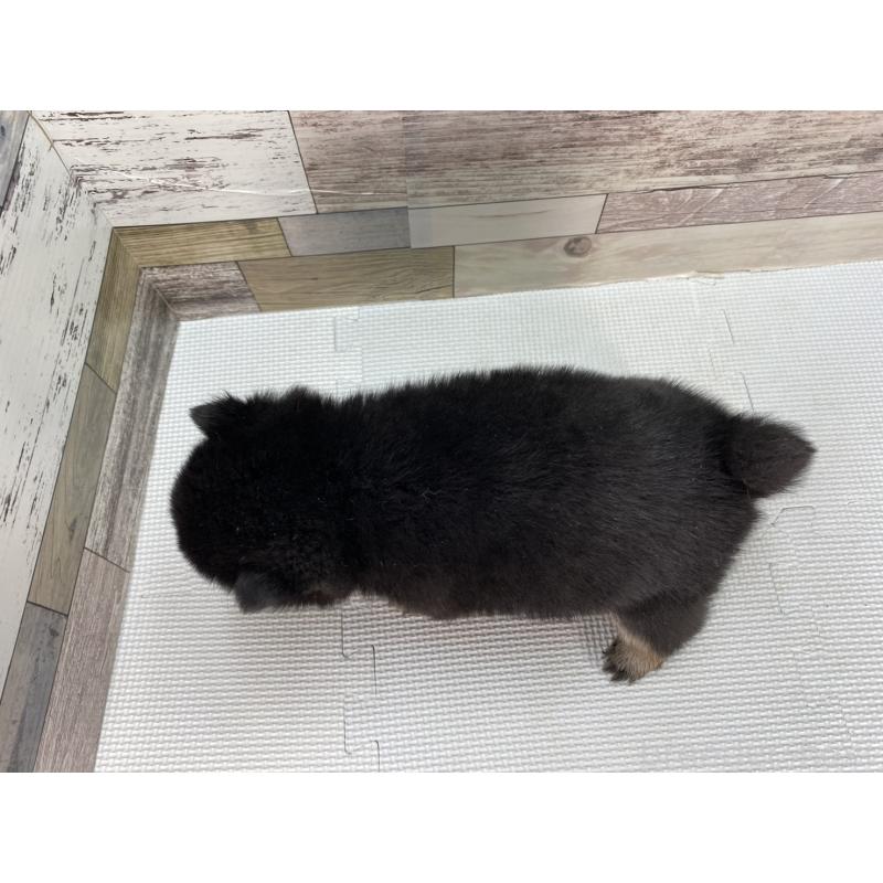 販売中の愛知県の豆柴-451128の4枚目