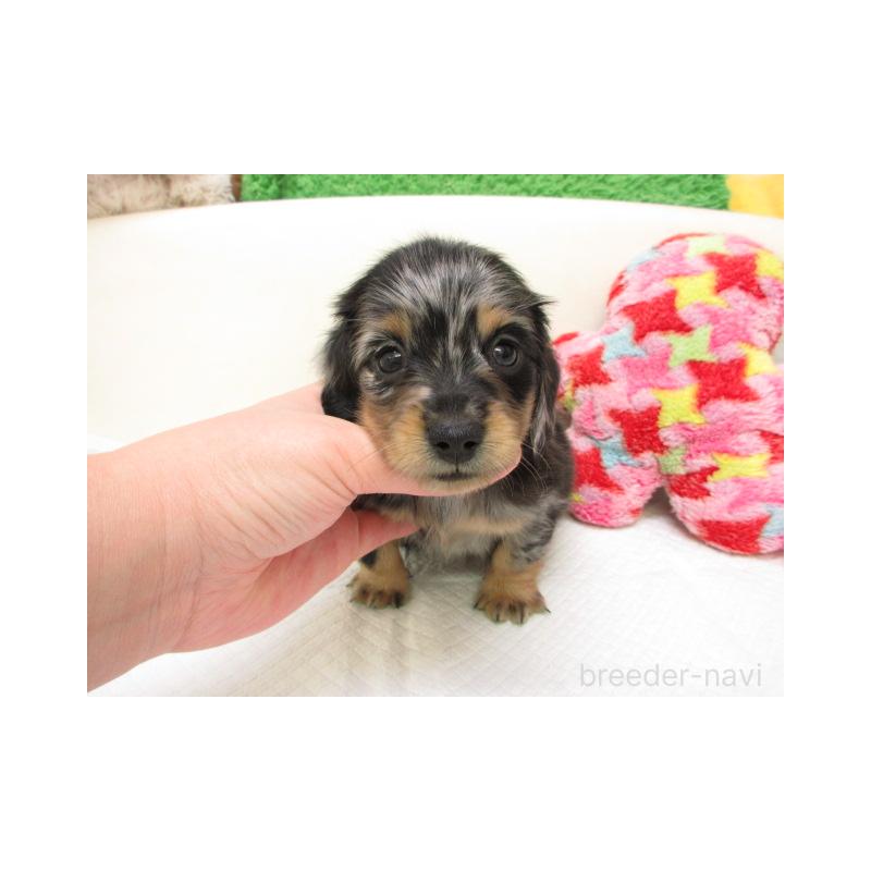 販売中の大阪府のミニチュアダックスフンド(ロングヘアード)-451132の2枚目