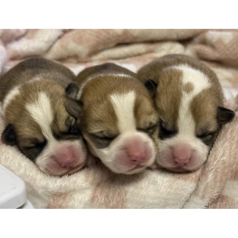 販売中の茨城県のウェルシュコーギーペンブローク-451130の4枚目