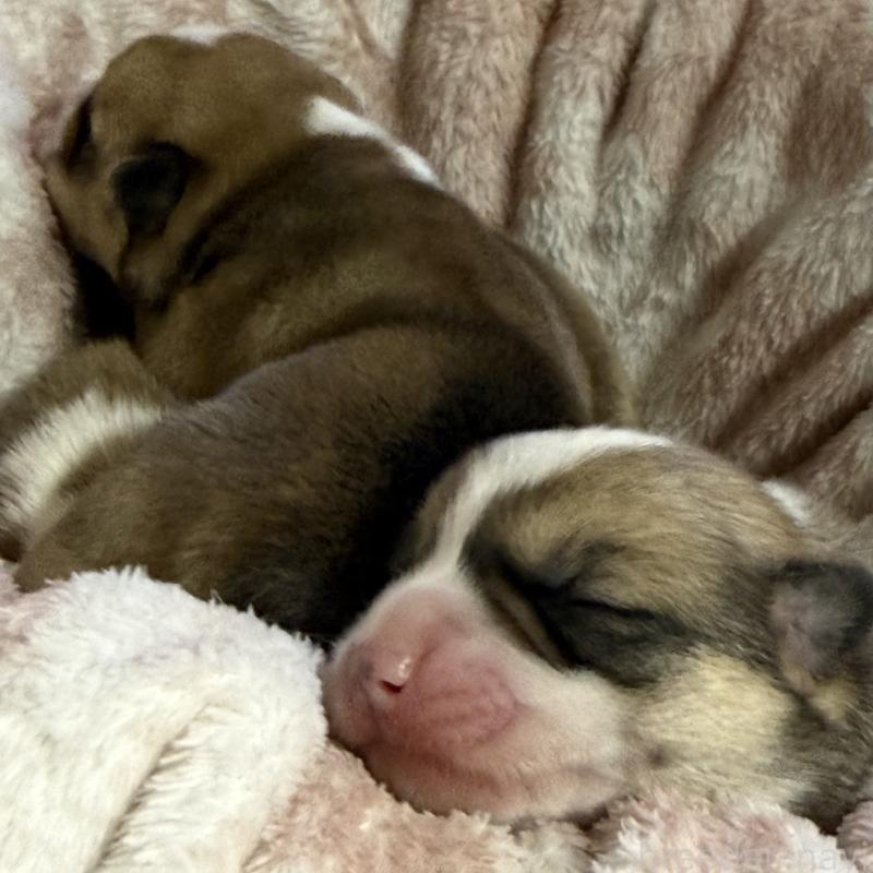 販売中の茨城県のウェルシュコーギーペンブローク-451130の3枚目