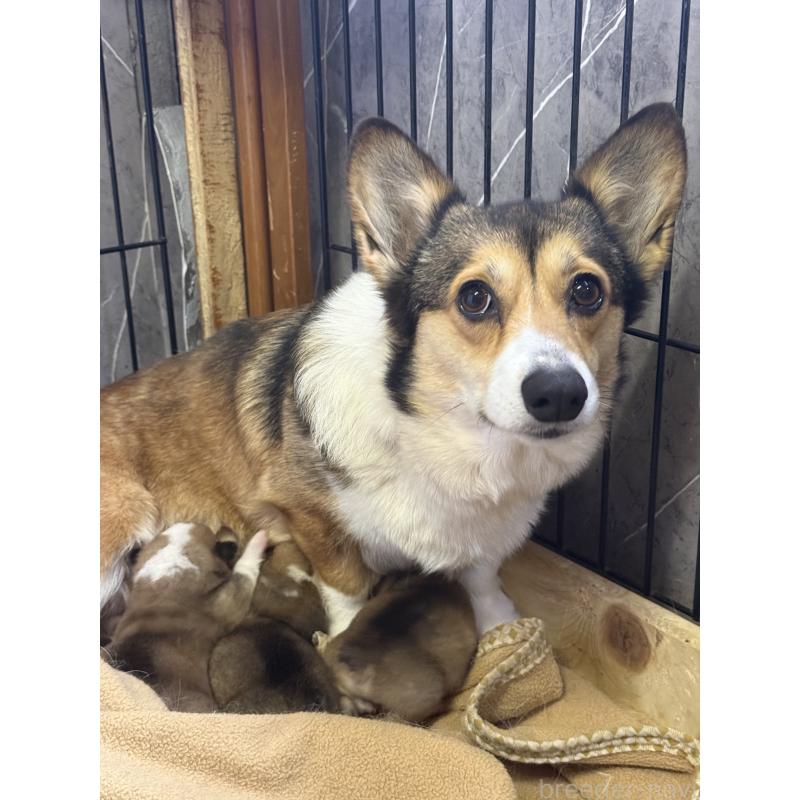 販売中の茨城県のウェルシュコーギーペンブローク-451130の2枚目