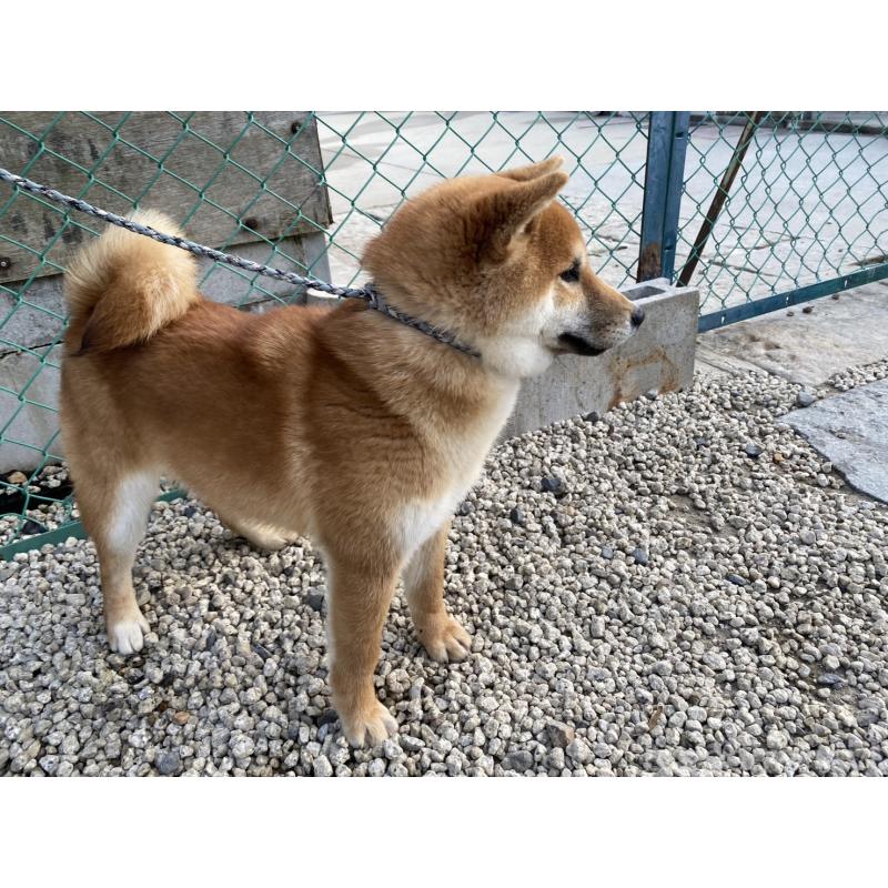 販売中の愛知県の柴犬-451134の3枚目