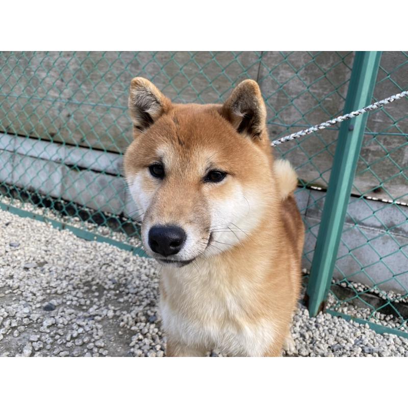 販売中の愛知県の柴犬-451134の2枚目