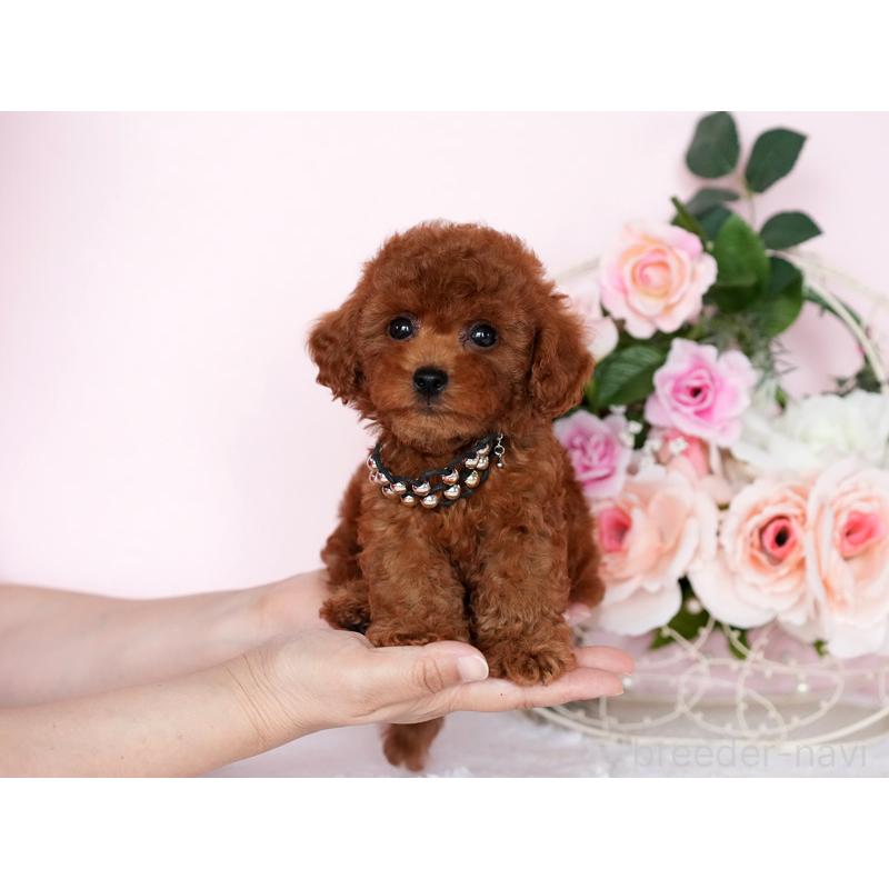 販売中の大分県のティーカッププードル-451135の3枚目