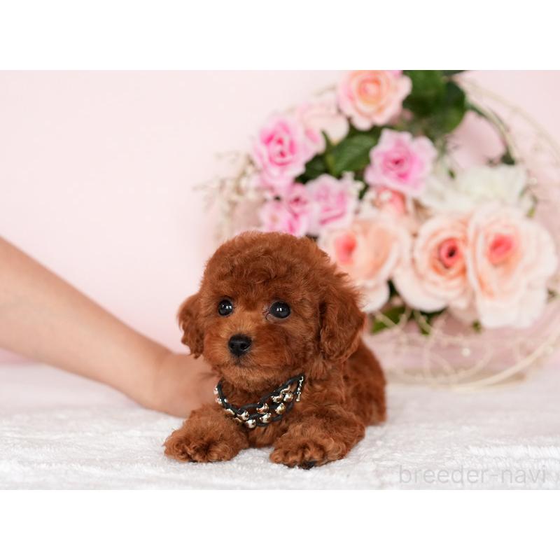 販売中の大分県のティーカッププードル-451135の4枚目