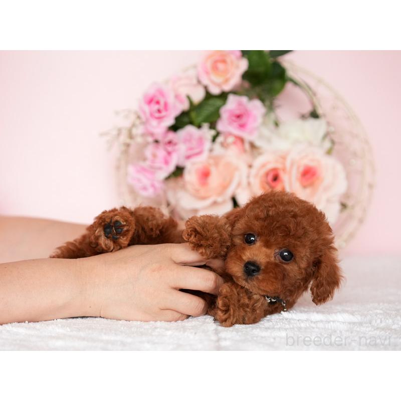 販売中の大分県のティーカッププードル-451135の2枚目