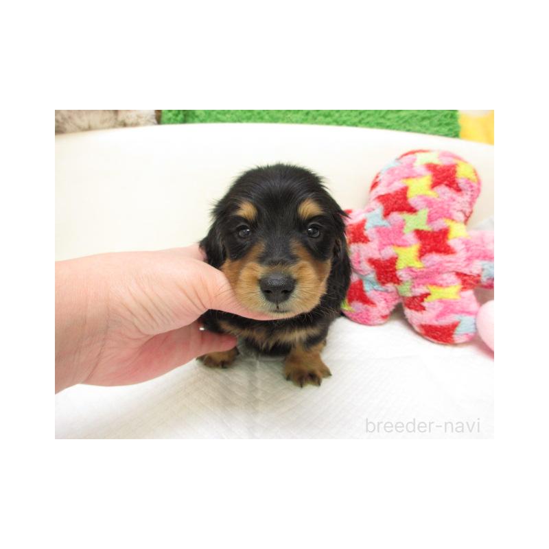 販売中の大阪府のミニチュアダックスフンド(ロングヘアード)-451140の2枚目