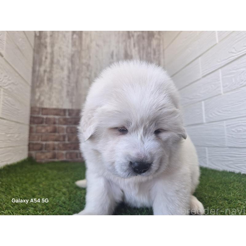 販売中の三重県のグレートピレニーズ-451145の9枚目