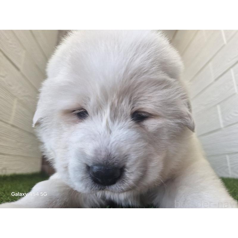 販売中の三重県のグレートピレニーズ-451145の8枚目