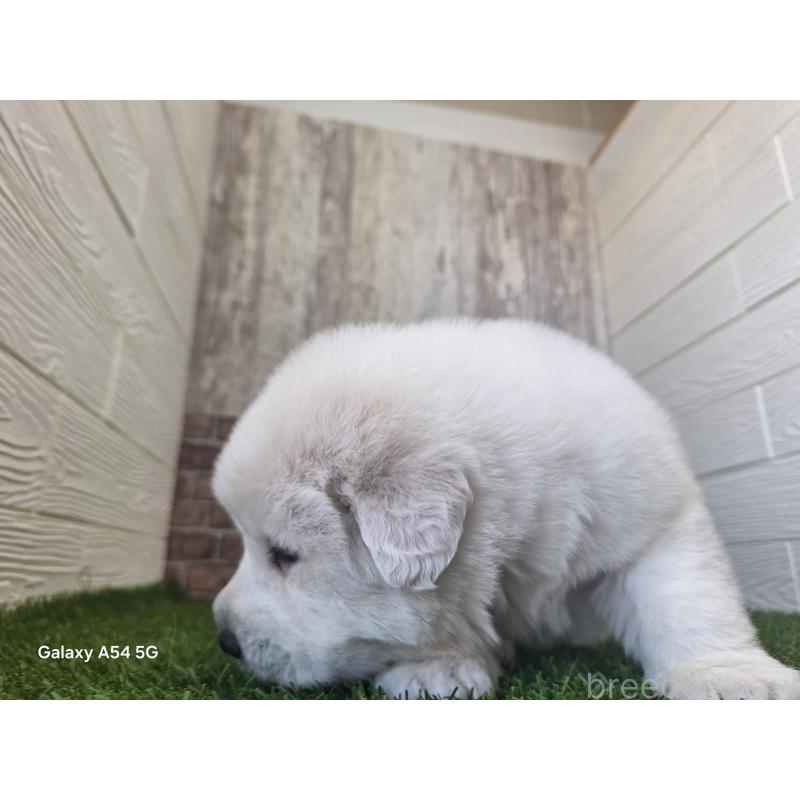 販売中の三重県のグレートピレニーズ-451145の7枚目