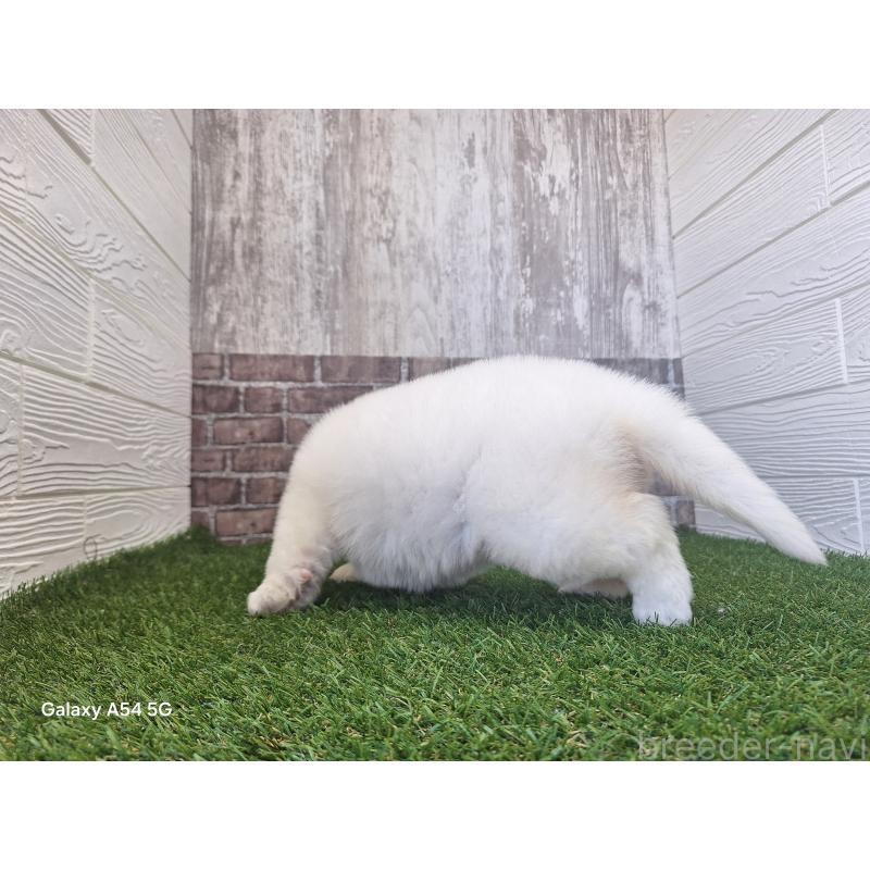 販売中の三重県のグレートピレニーズ-451145の6枚目