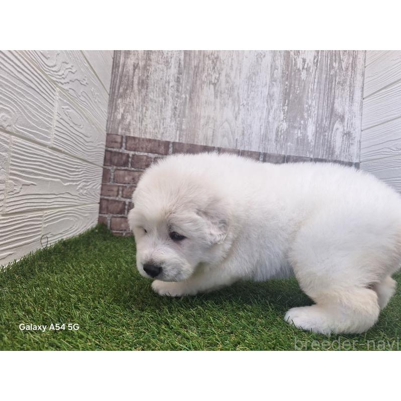 販売中の三重県のグレートピレニーズ-451145の5枚目