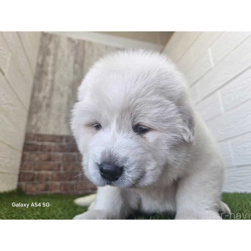 販売中の三重県のグレートピレニーズ-451145の4枚目